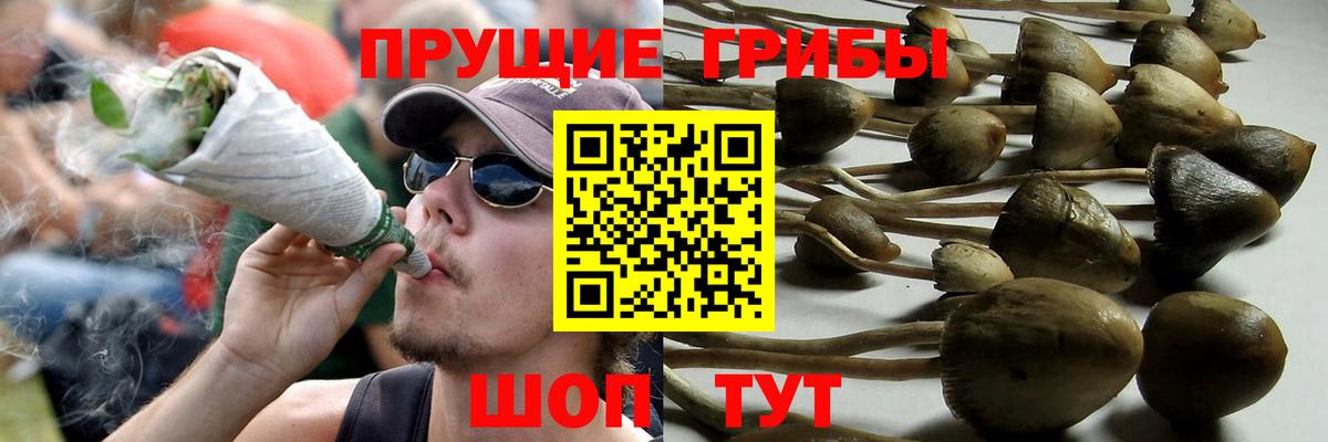Псилоцибиновые грибы GOLDEN TEACHER Азов